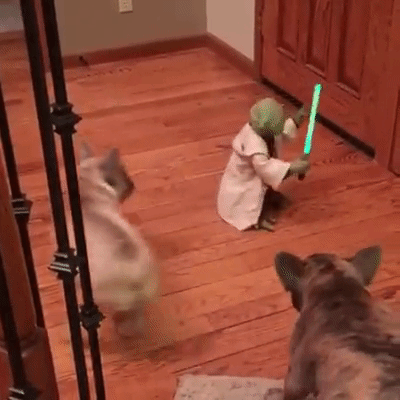 yoda fighting dogs